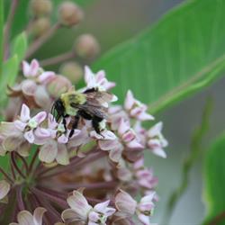 Bees &amp; Milkweed